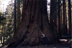 Redwood Tree